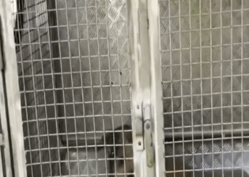 T0506012 Dog twitching in pain from head wound was rescued part2