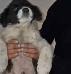 T1805001 Rescue of a small abandoned dog with paw problems part2