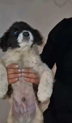 T1805001 Rescue of a small abandoned dog with paw problems part2