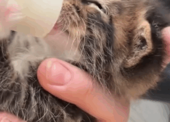 T1605035 rescued a little kitten that got blown into the water by the typhoon#fyp #cat part2