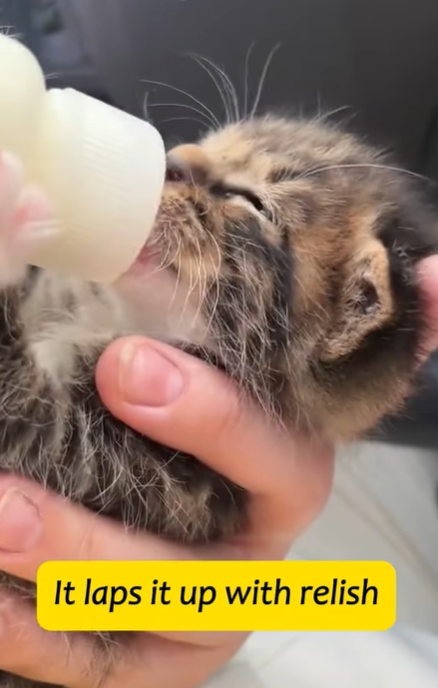 T1605035 rescued a little kitten that got blown into the water by the typhoon#fyp #cat part2