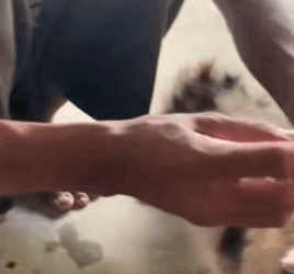 T1505015 Rescue of an abandoned cat in difficulty I take him part2