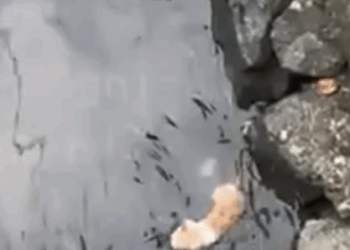 D1705029 Drowning kitten clinging to the wall finally got rescue by mysterious person part2