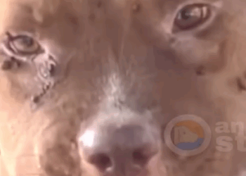 T1905028 Story of this poor American Bully is inspiring and heart breaking part2