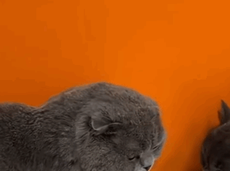 T2105038 Rescue kittens part2