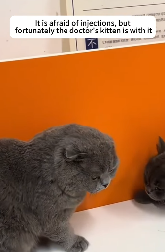 T2105038 Rescue kittens part2