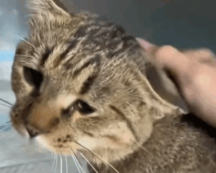 T2305021 There’s a little kitten waiting for death in the bushes, but Mom found you before the Grim Reaper did part2