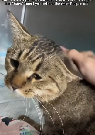 T2305021 There’s a little kitten waiting for death in the bushes, but Mom found you before the Grim Reaper did part2