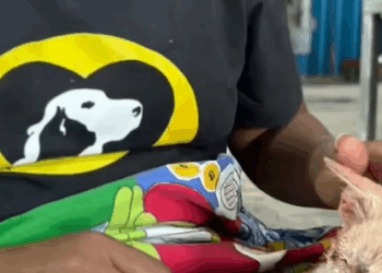 T0406002 Rescue of an abandoned cat with serious skin problems part2