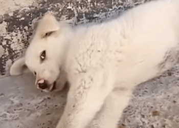 T0506019 Abandoned puppy lying on the side of the road and fell asleep from fatigue part2