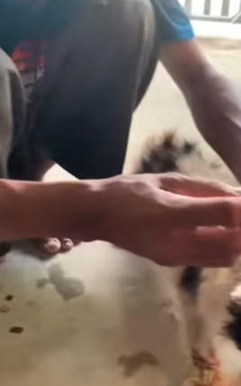 T1505015 Rescue of an abandoned cat in difficulty I take him part2