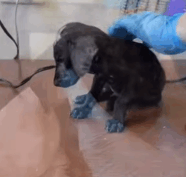 T1805007 Rescue of a small dog abandoned in a garbage dump❤️ part2