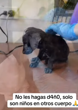 T1805007 Rescue of a small dog abandoned in a garbage dump❤️ part2