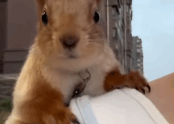 T1605006 Gosh, my cat brought home a squirrel as a friend😂😂 part2