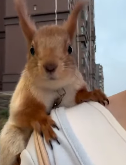 T1605006 Gosh, my cat brought home a squirrel as a friend😂😂 part2