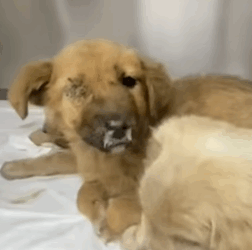 T1505009 This morning Three little abandoned puppies saved by me❤️ part2