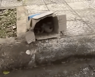 D1705034 Abandoned and abandoned we went to rescue two puppies but ultimately saved them all part 2