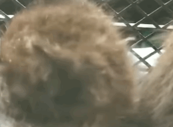 T1905047 Two black kittens were left on the side of the road in small basket part2