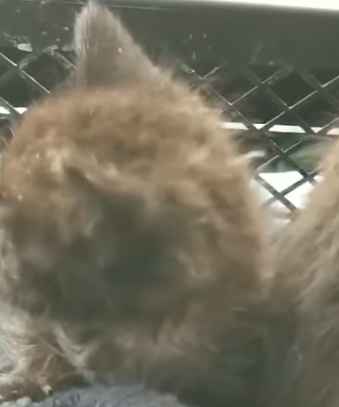 T1905047 Two black kittens were left on the side of the road in small basket part2