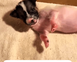 T2105029 Rescue dog part2