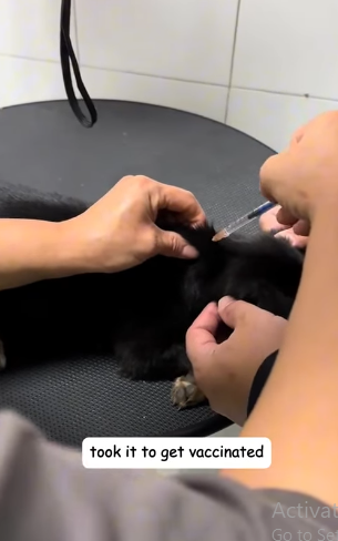 T2305033 Walking past a trash can, I heard a barking sound part2