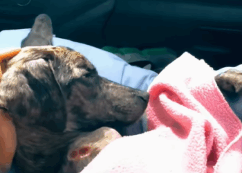 T0406008 Rescue of an abandoned disabled dog❤️ #heroes #rescue #dog part2