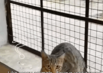 T0506014 Cat was Rescued After Losing Leg in Terrible Car Accident Three Legged Cat part2