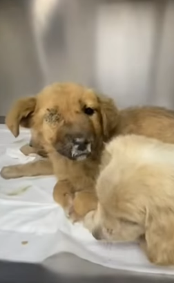 T1505009 This morning Three little abandoned puppies saved by me❤️ part2