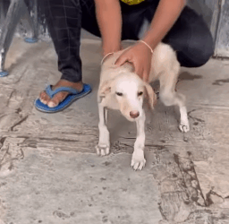 T1805013 Rescue of a small abandoned dog with twisted legs❤️ #heroes part2