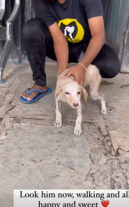 T1805013 Rescue of a small abandoned dog with twisted legs❤️ #heroes part2