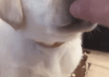 T1605031 A female dog was trying to bite and kill her puppy, but I rescued it just in time part2