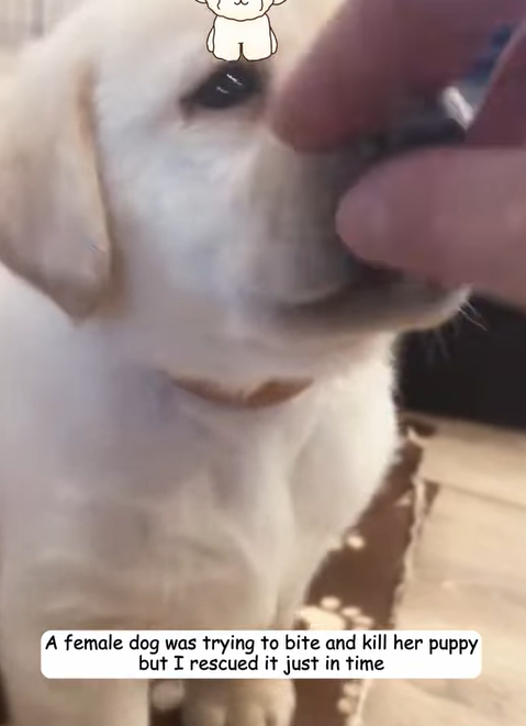 T1605031 A female dog was trying to bite and kill her puppy, but I rescued it just in time part2