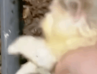 D1705026 Meowing in the middle of the night creaming for help and attention this cat is now taken care of part2