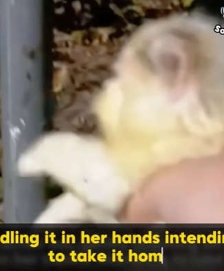 D1705026 Meowing in the middle of the night creaming for help and attention this cat is now taken care of part2