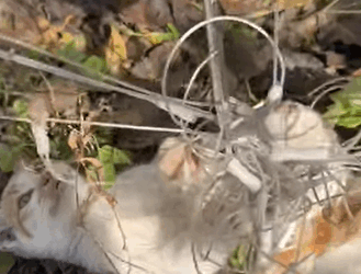 T1505024 The kitten was stuck the mother cat seemed very worried part2