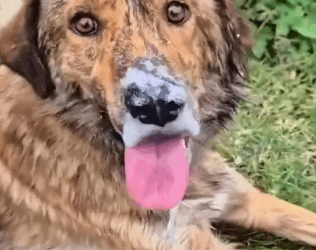 T1905050 Poor Animals Amazing animals love fyp pet part2