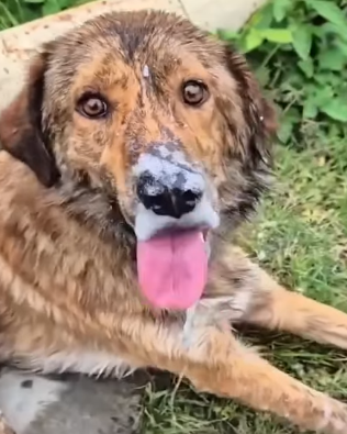 T1905050 Poor Animals Amazing animals love fyp pet part2