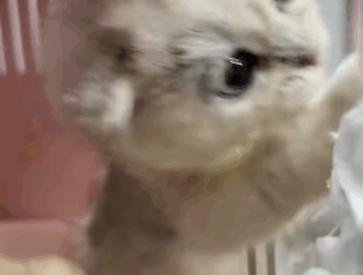 T2105034 Recuse cat rescueanimals cat catsoftiktok fyp for poorbaby part2