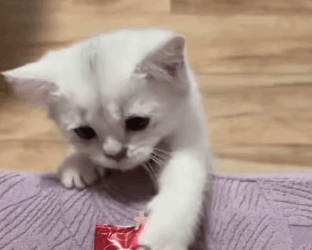 T2305032 rescued a stray kitten with a prolapsed anus#fyp #animalsoftiktok #fypシ #cat part2