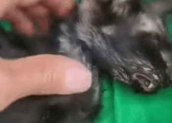 T0406033 Rescue of an abandoned cat in a plastic bag i take him part2