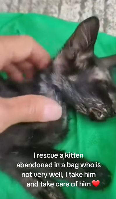 T0406033 Rescue of an abandoned cat in a plastic bag i take him part2