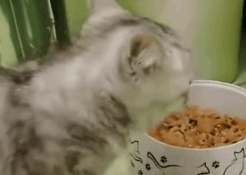 T0506001 Did They Forget Or Did The Kitten Have Health Problem part2