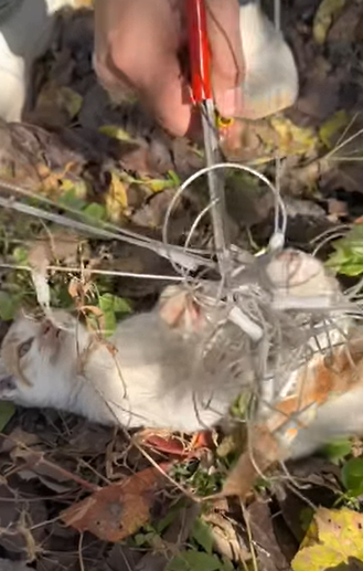 T1505024 The kitten was stuck the mother cat seemed very worried part2