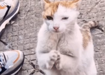 T1605001 Waiting for a miracle. part2