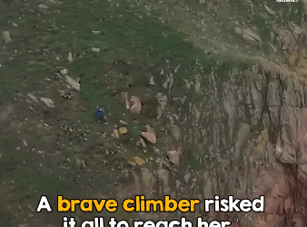 D1705031 Missing Dog Found in the Most Unbelievable Place part2