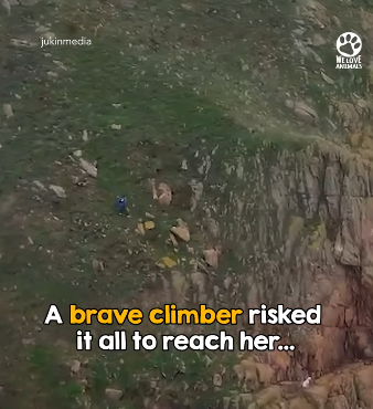 D1705031 Missing Dog Found in the Most Unbelievable Place part2