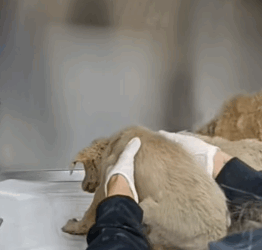 T1505034 This morning Three little abandoned puppies saved by me part2