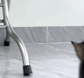 T1905034 Rescue kitten rescue animals animalsoftiktok rescuecat cat part2