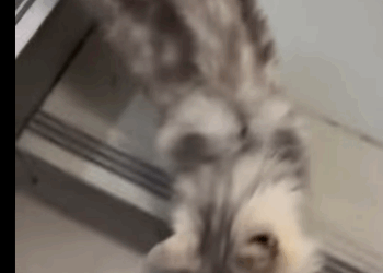 T2105037 Rescue cat rescue rescueanimals foryoupage fyp rescue poorbaby part2