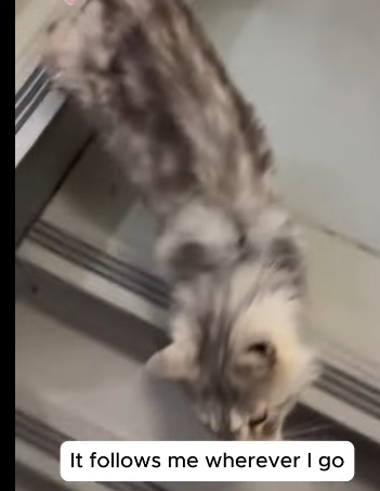 T2105037 Rescue cat rescue rescueanimals foryoupage fyp rescue poorbaby part2